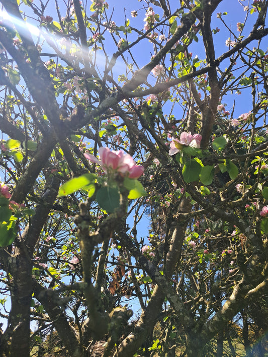 “A New Season Begins: Life Returns to the Apple Trees"